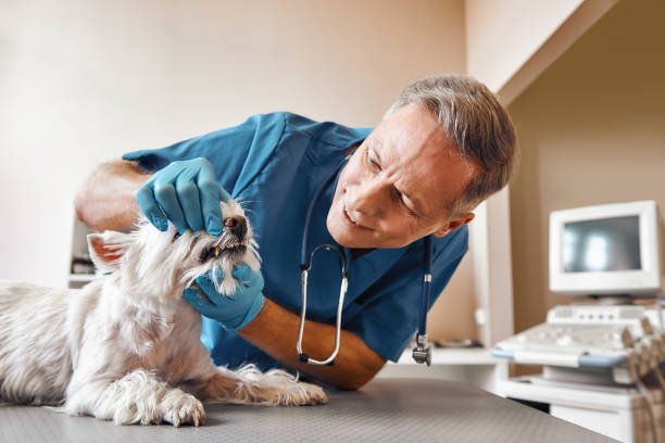  Crystal River, FL Emergency Dentist Pros